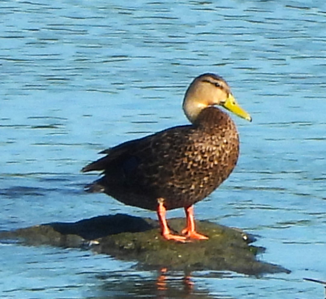 Mottled Duck - ML616574763