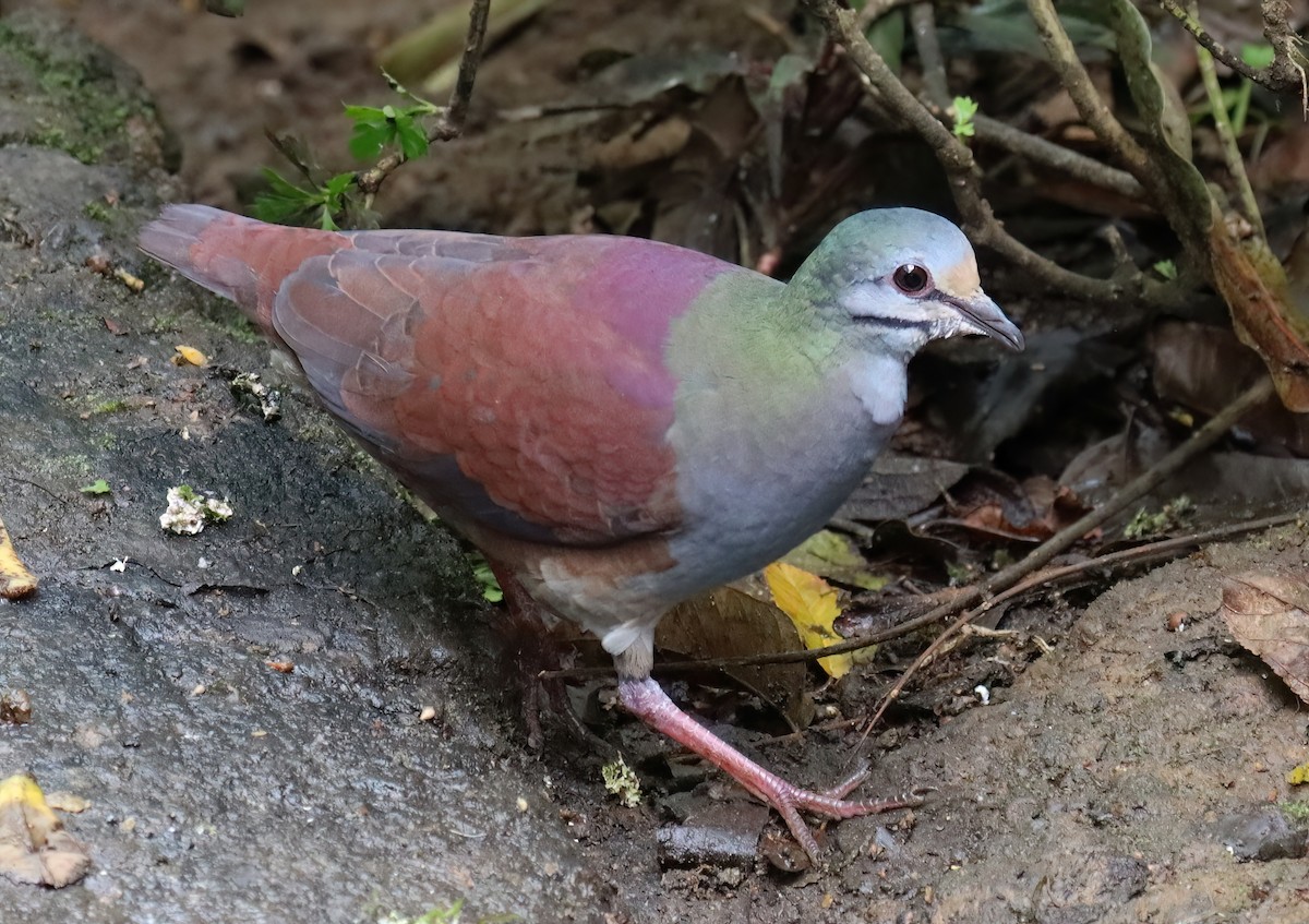 Buff-fronted Quail-Dove - ML616574824