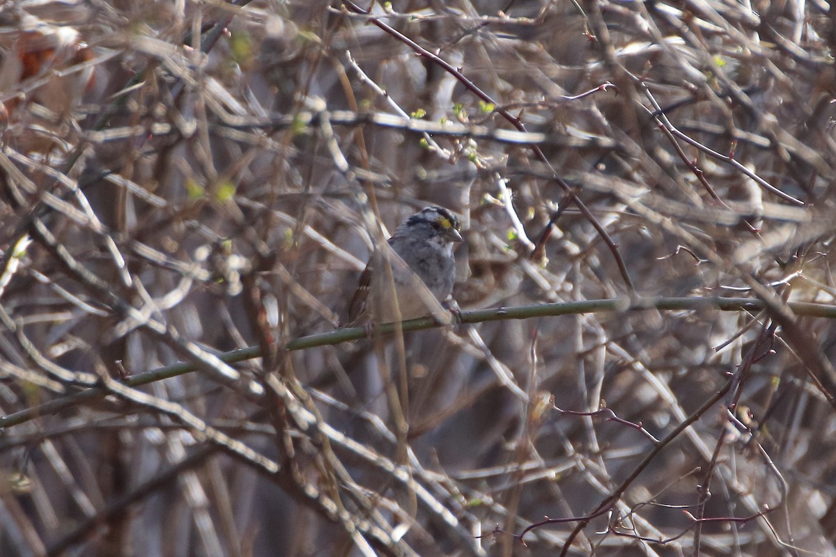 White-throated Sparrow - Daniel  Bellich