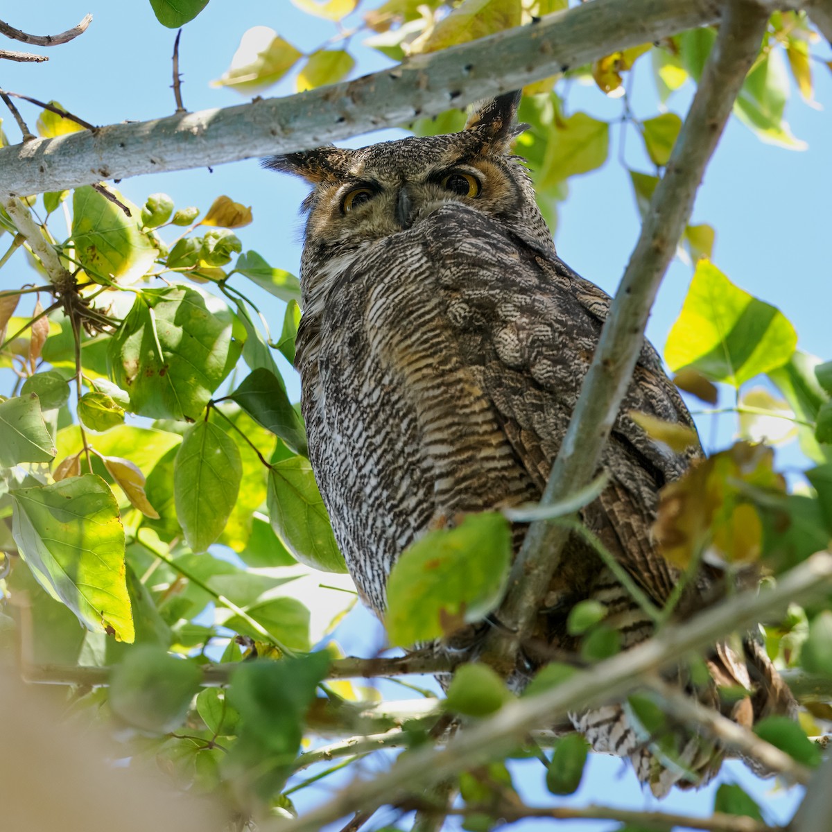Great Horned Owl - ML616574872