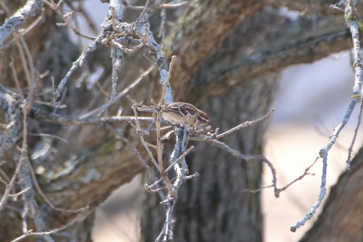 American Tree Sparrow - ML616574905