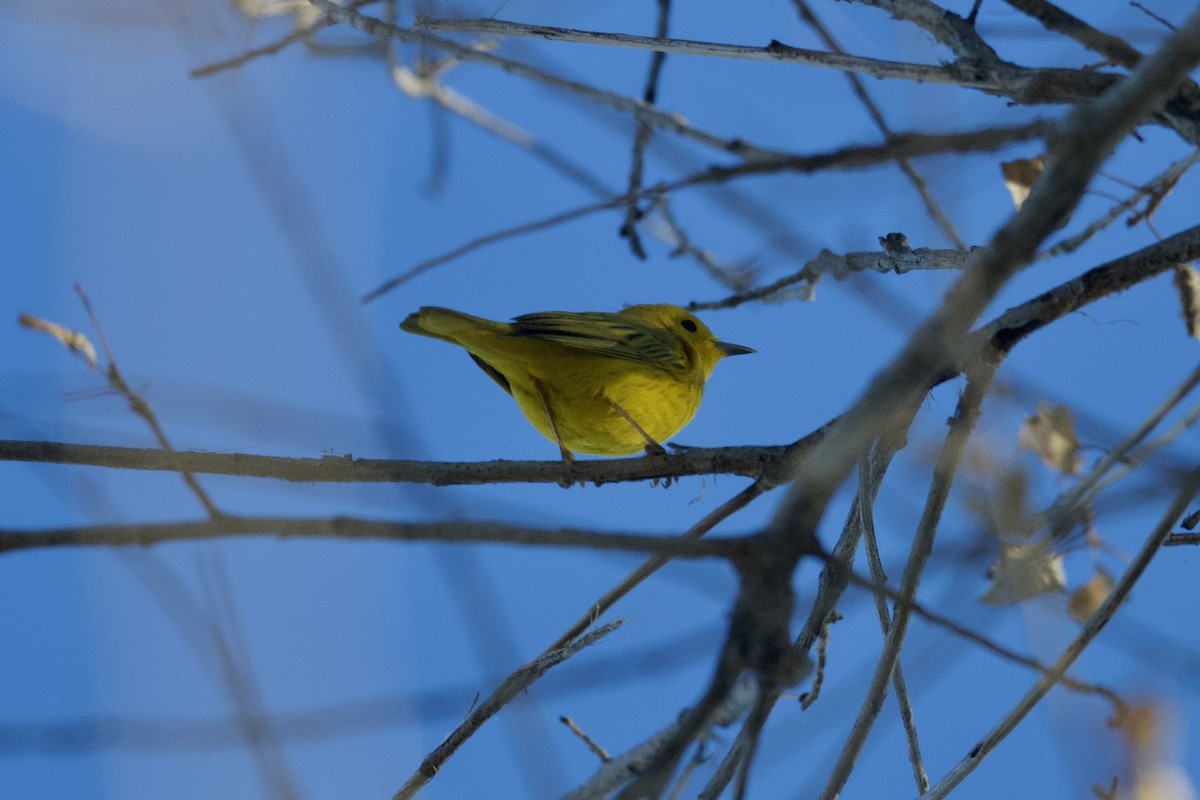 Yellow Warbler - Dario Taraborelli