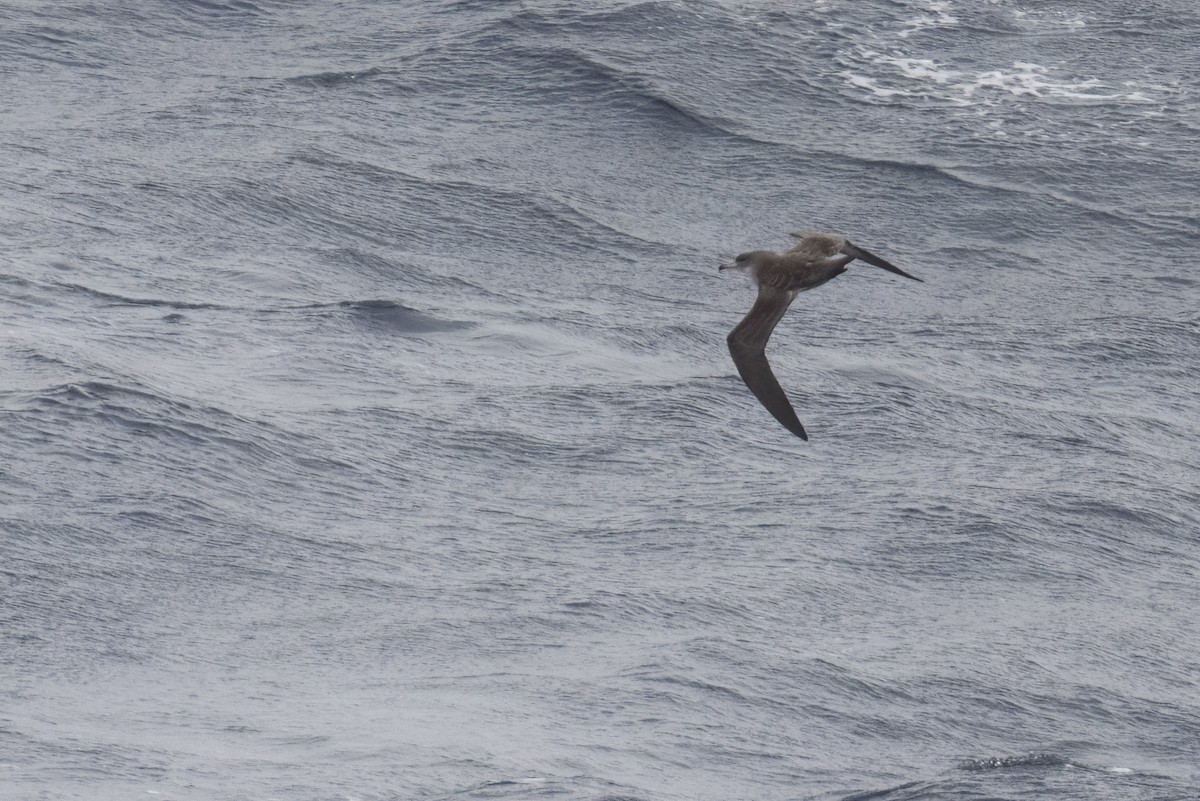 Pink-footed Shearwater - ML616575016