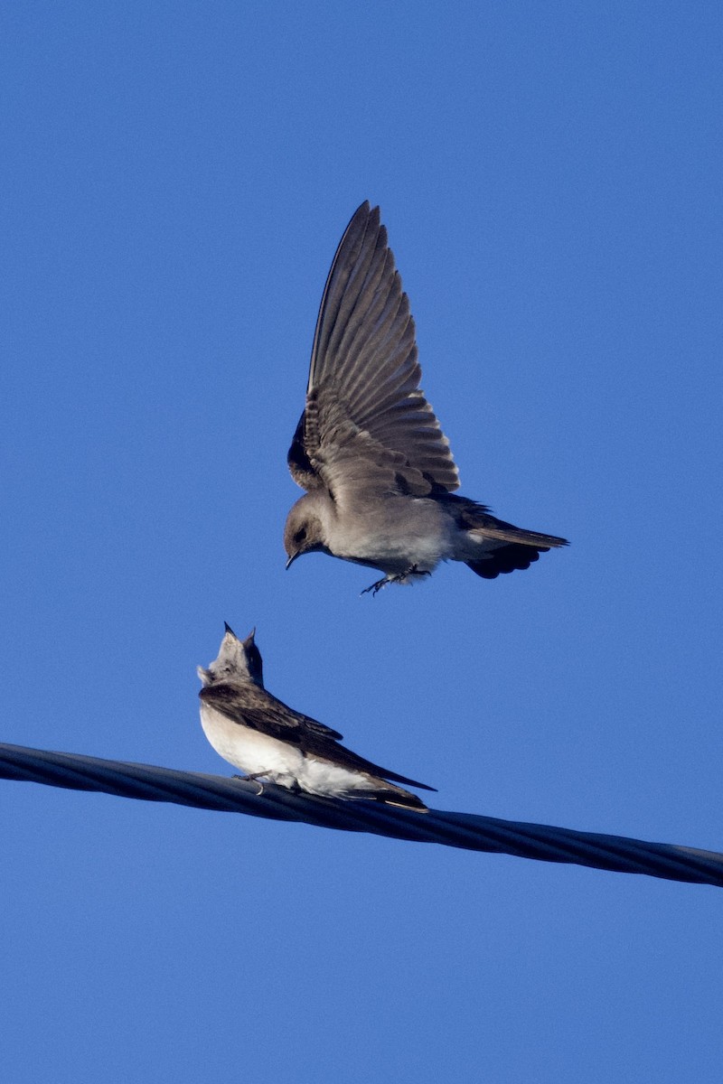 Northern Rough-winged Swallow - Dario Taraborelli