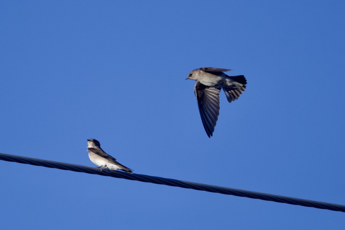 Northern Rough-winged Swallow - Dario Taraborelli