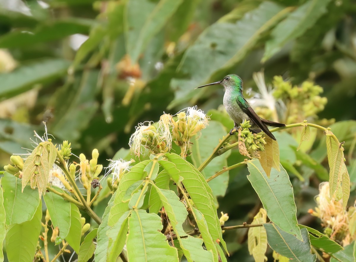 Blue-chested Hummingbird - ML616575079