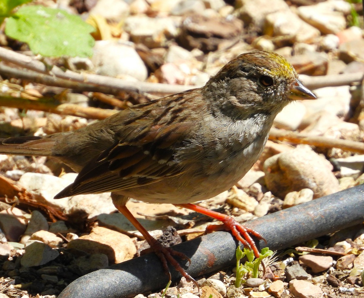 Golden-crowned Sparrow - Douglas Long