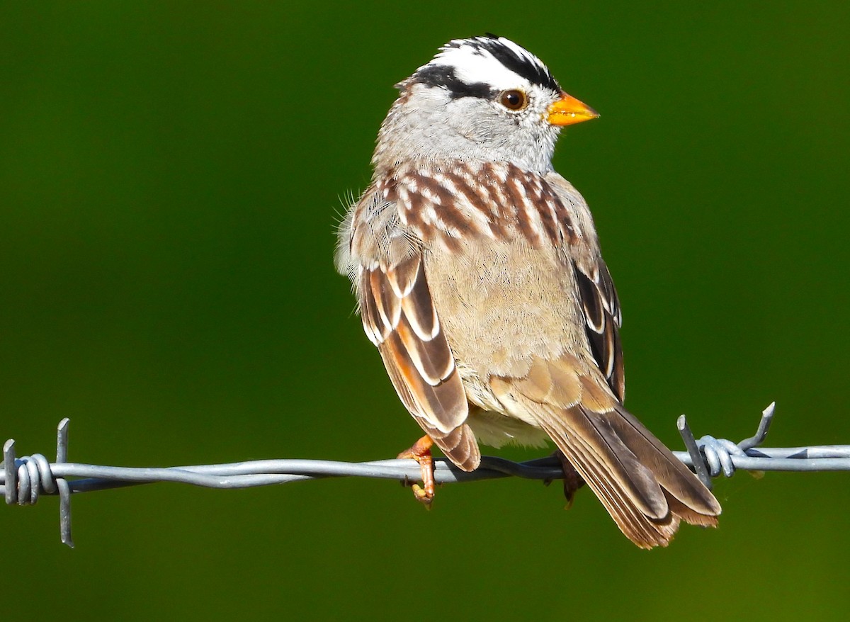 White-crowned Sparrow - Douglas Long