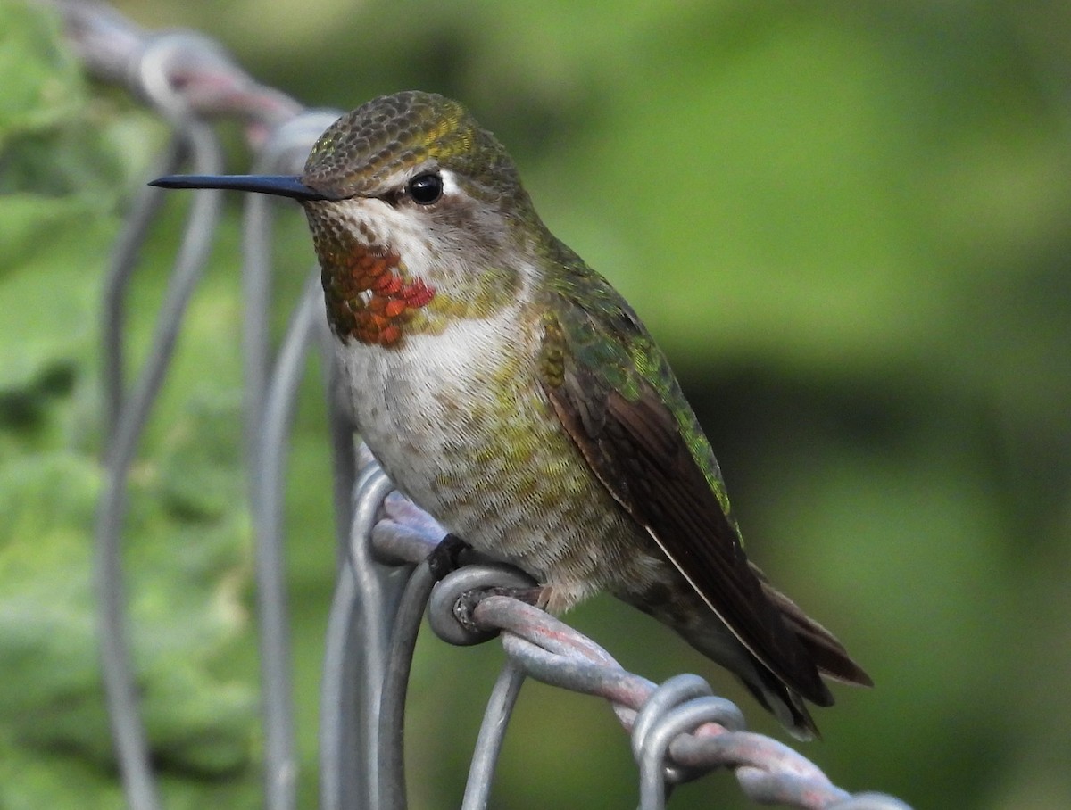 Anna's Hummingbird - ML616575140