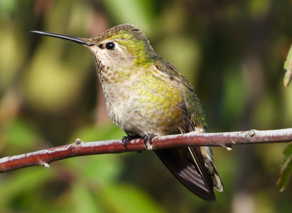 Anna's Hummingbird - ML616575141
