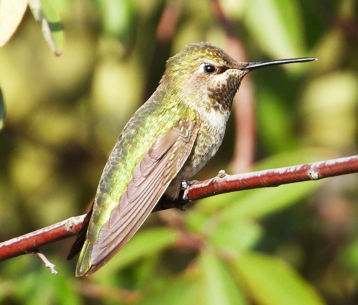 Anna's Hummingbird - ML616575142