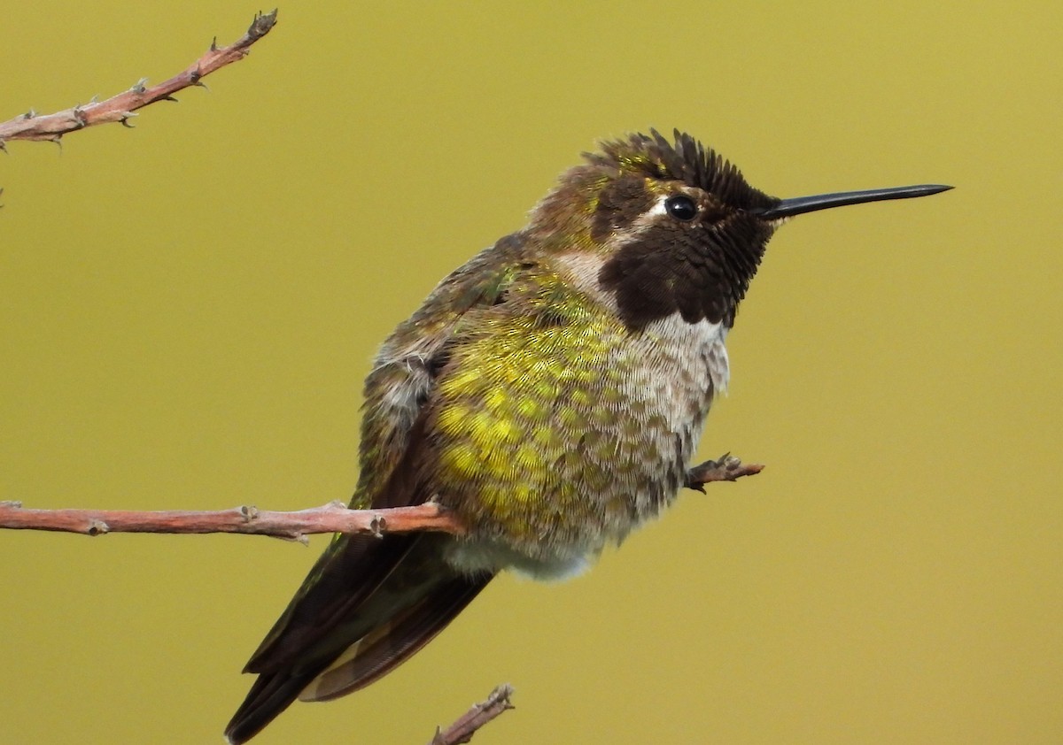 Anna's Hummingbird - ML616575143
