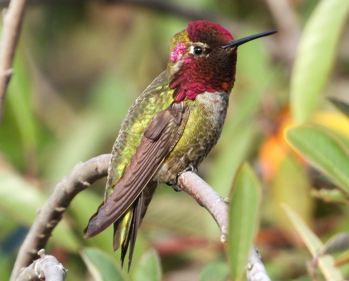 Anna's Hummingbird - ML616575144