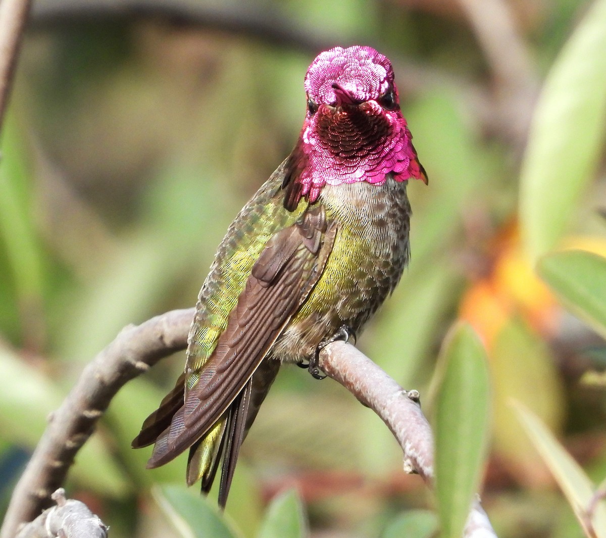 Anna's Hummingbird - ML616575145