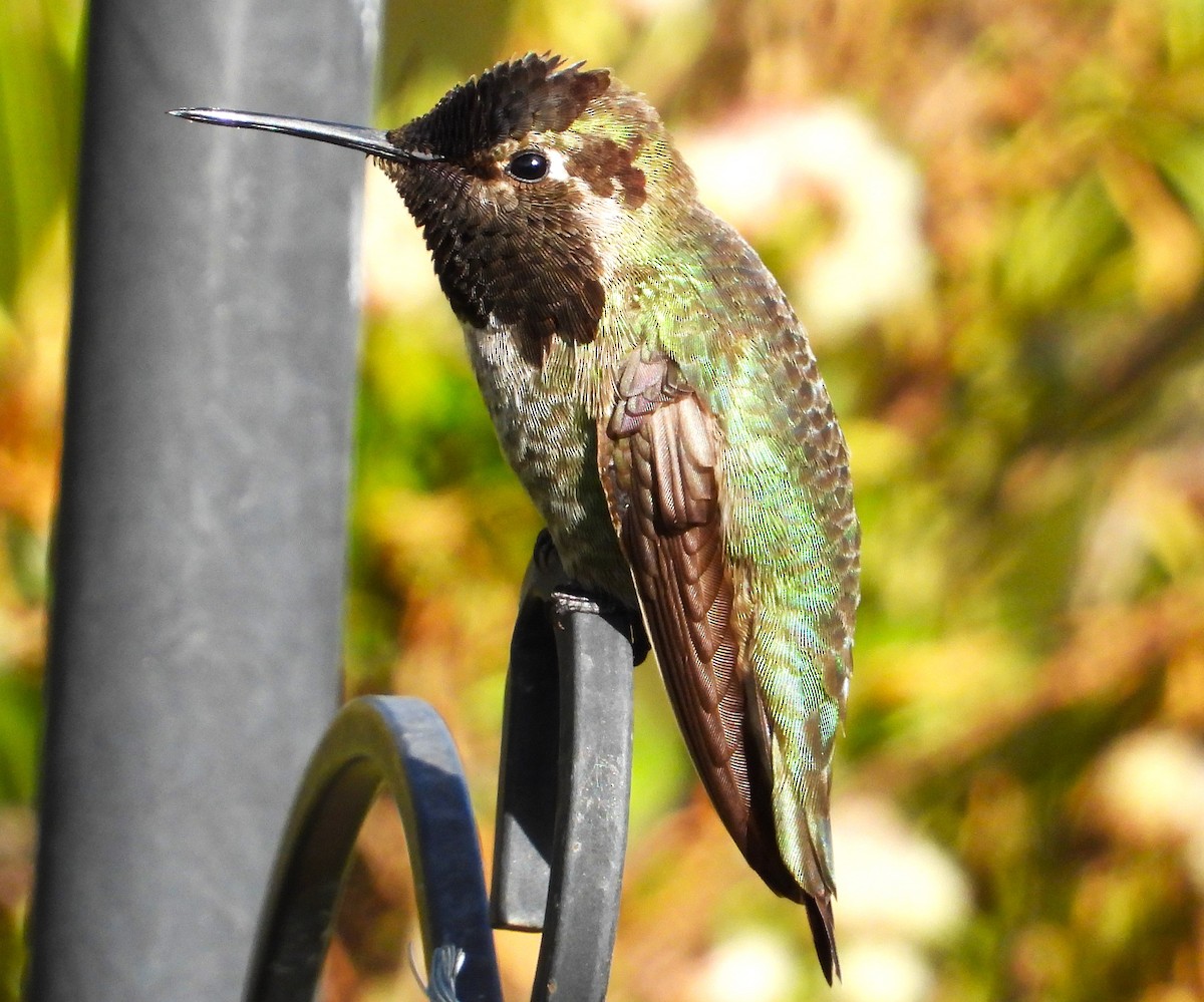 Anna's Hummingbird - ML616575146