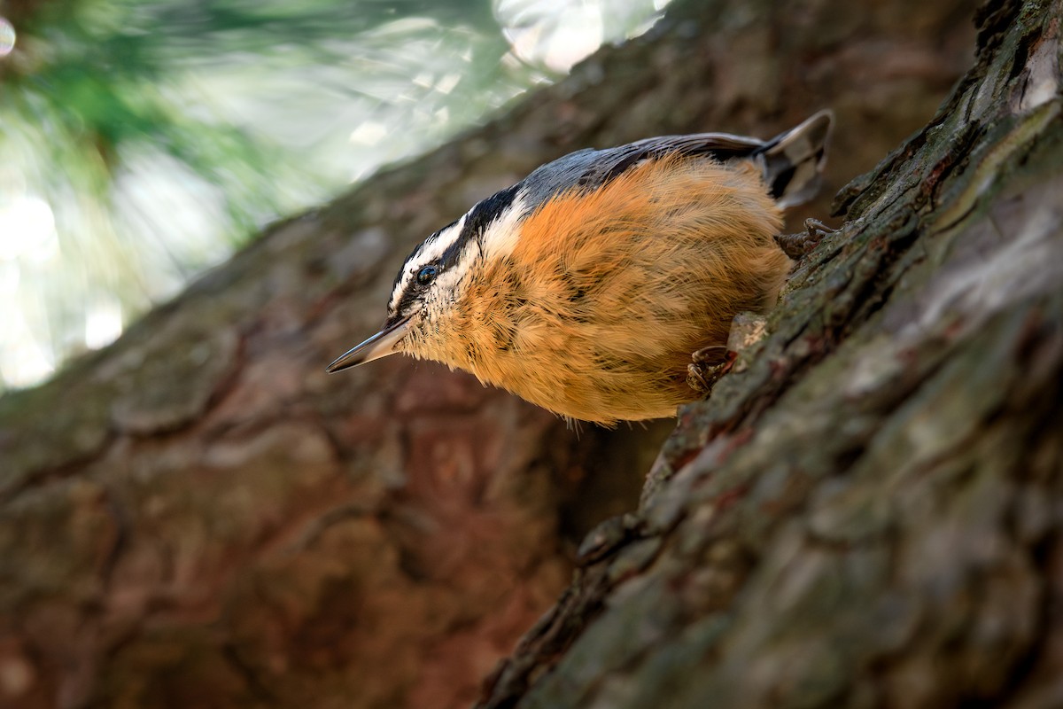 Red-breasted Nuthatch - ML616575163