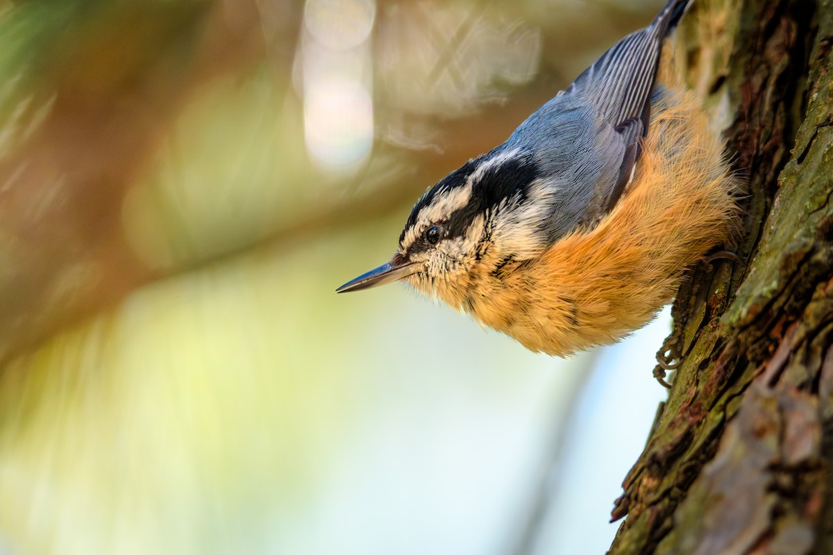 Red-breasted Nuthatch - ML616575166