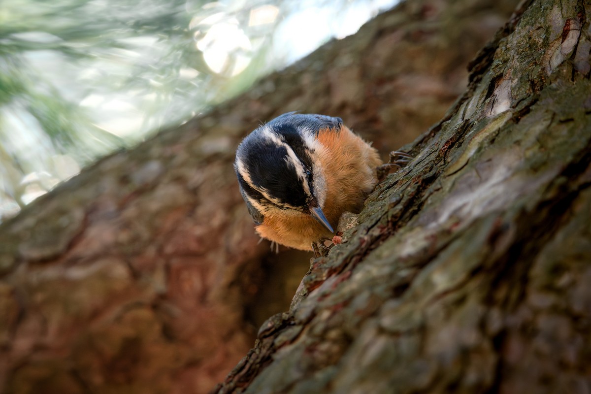 Red-breasted Nuthatch - ML616575168