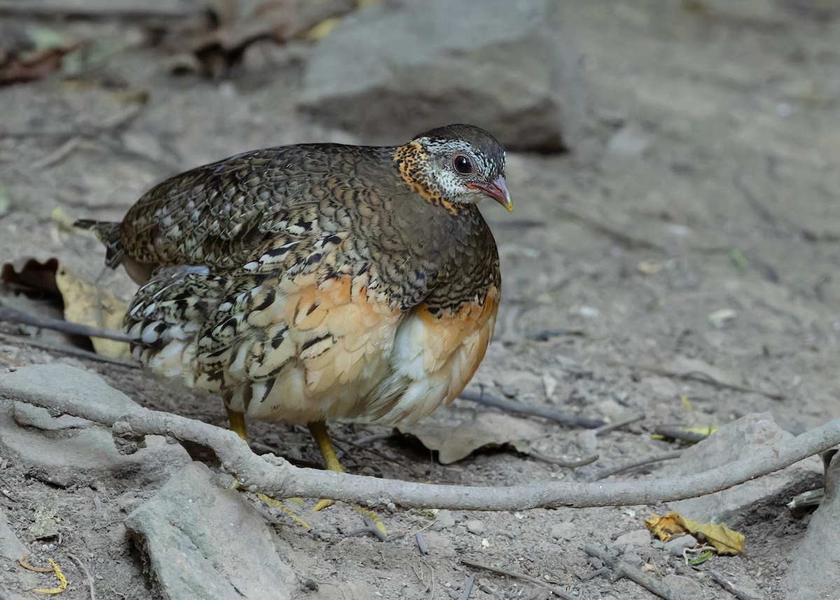 Scaly-breasted Partridge (Green-legged) - ML616575308