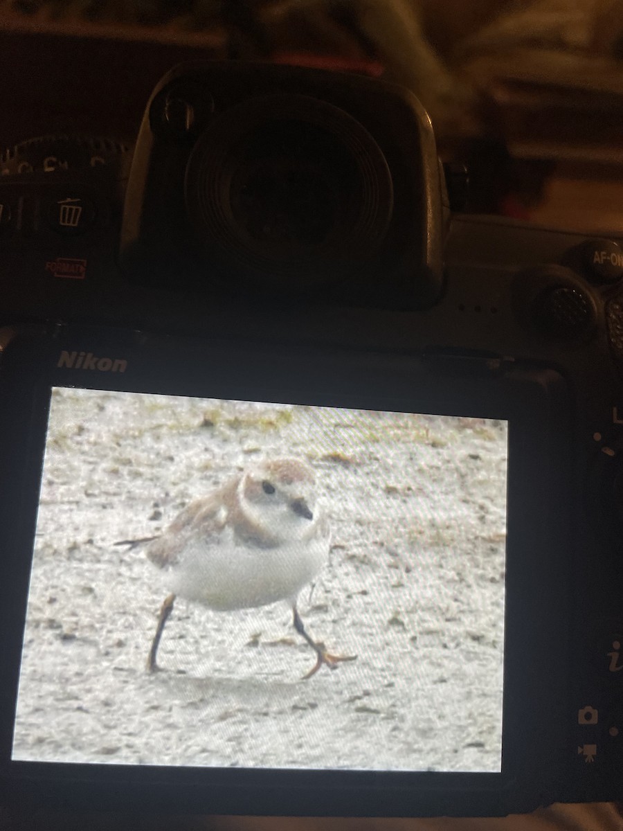 Piping Plover - ML616575333
