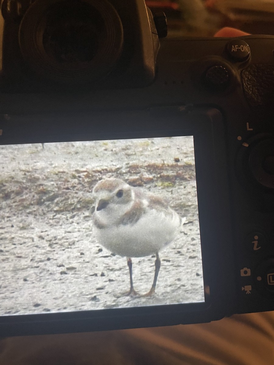 Piping Plover - ML616575336