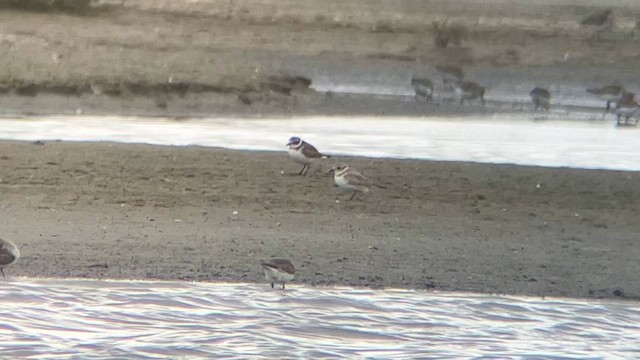 Piping Plover - ML616575345