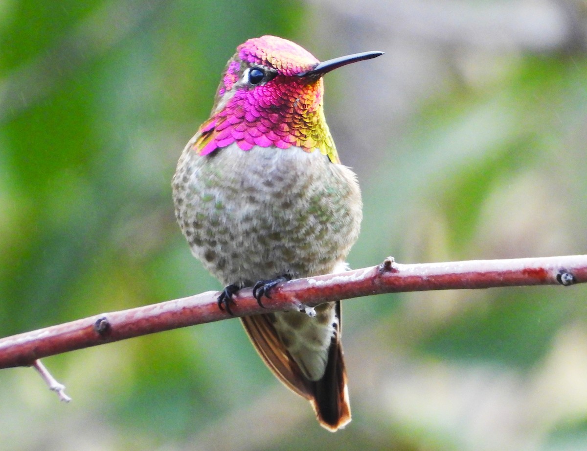 Anna's Hummingbird - ML616575374