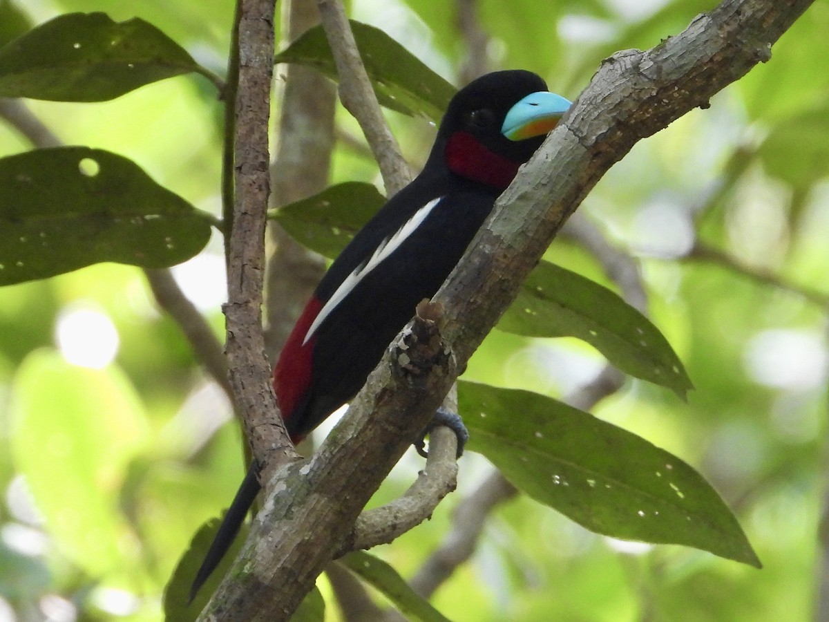 Black-and-red Broadbill (Black-and-red) - ML616575457