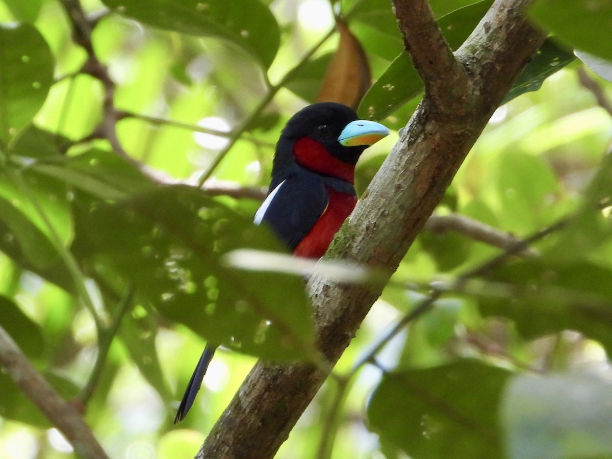 Black-and-red Broadbill (Black-and-red) - ML616575458