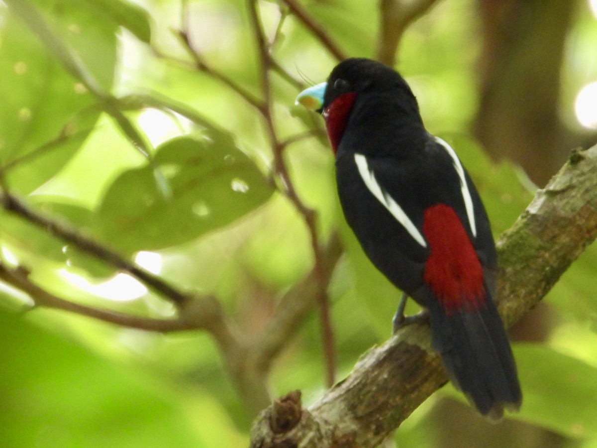 Black-and-red Broadbill (Black-and-red) - Joe Corcoran