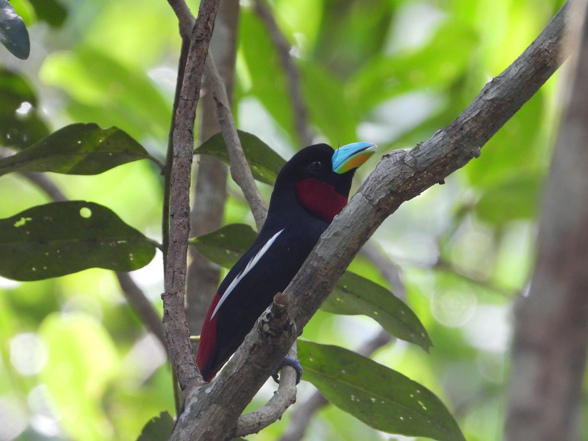 Black-and-red Broadbill (Black-and-red) - ML616575460