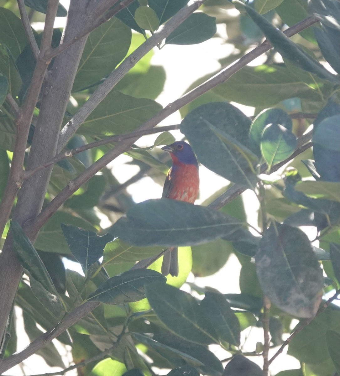 Painted Bunting - ML616575478