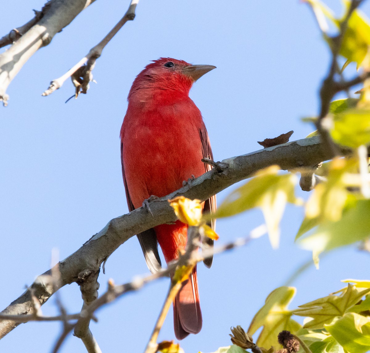 Summer Tanager - Timothy Aarons