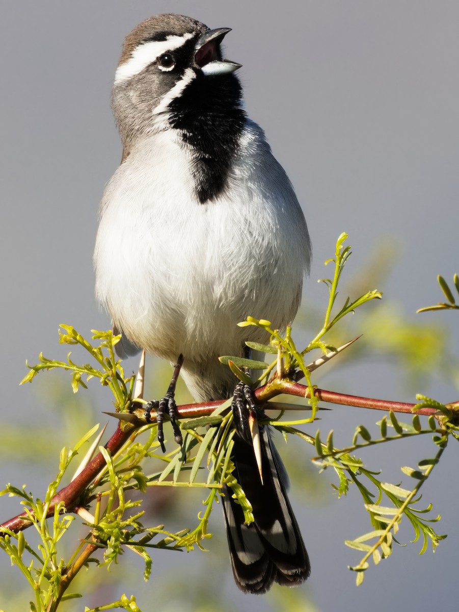 Black-throated Sparrow - ML616575622
