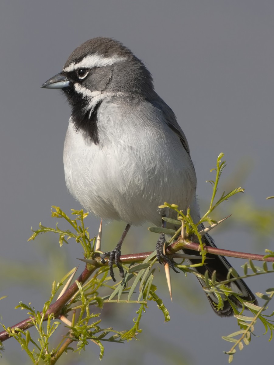Black-throated Sparrow - DAB DAB