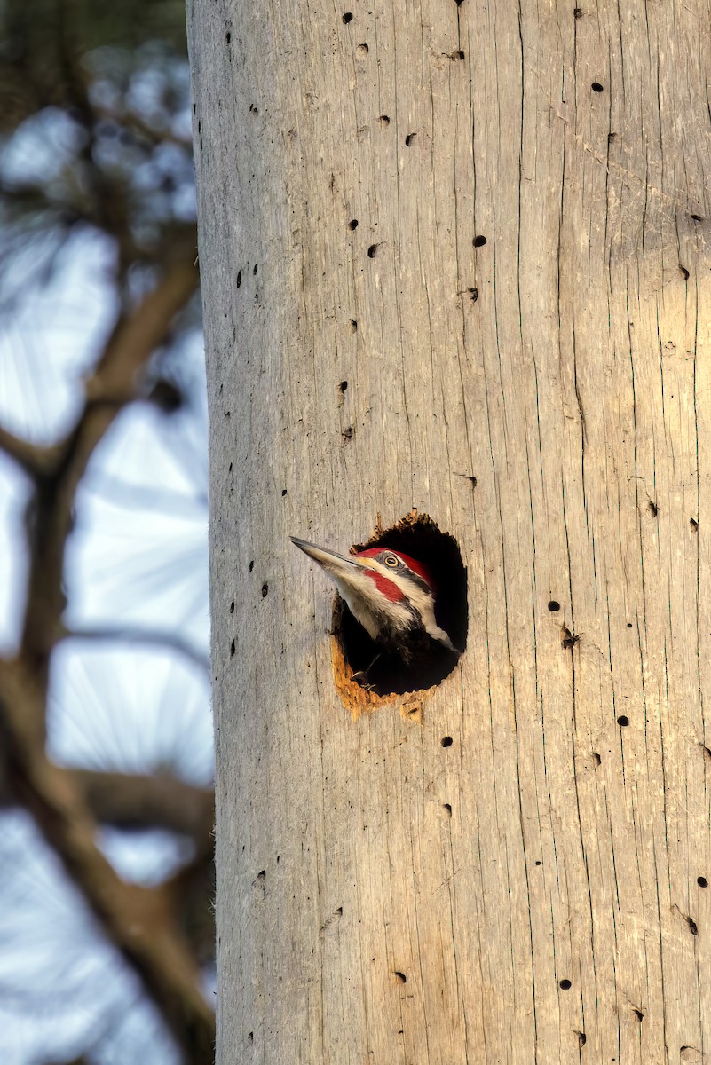 Pileated Woodpecker - ML616575683