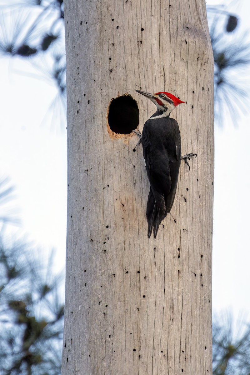 Pileated Woodpecker - ML616575684