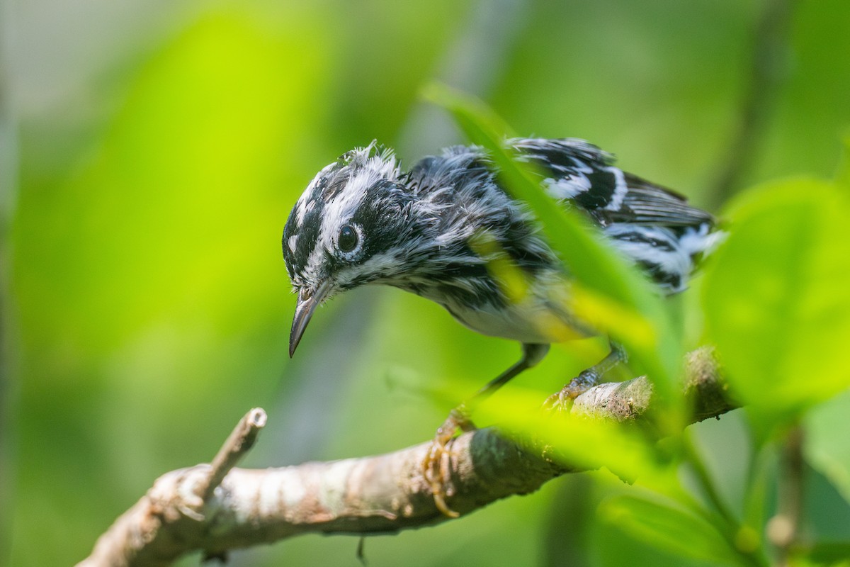 Black-and-white Warbler - ML616575690