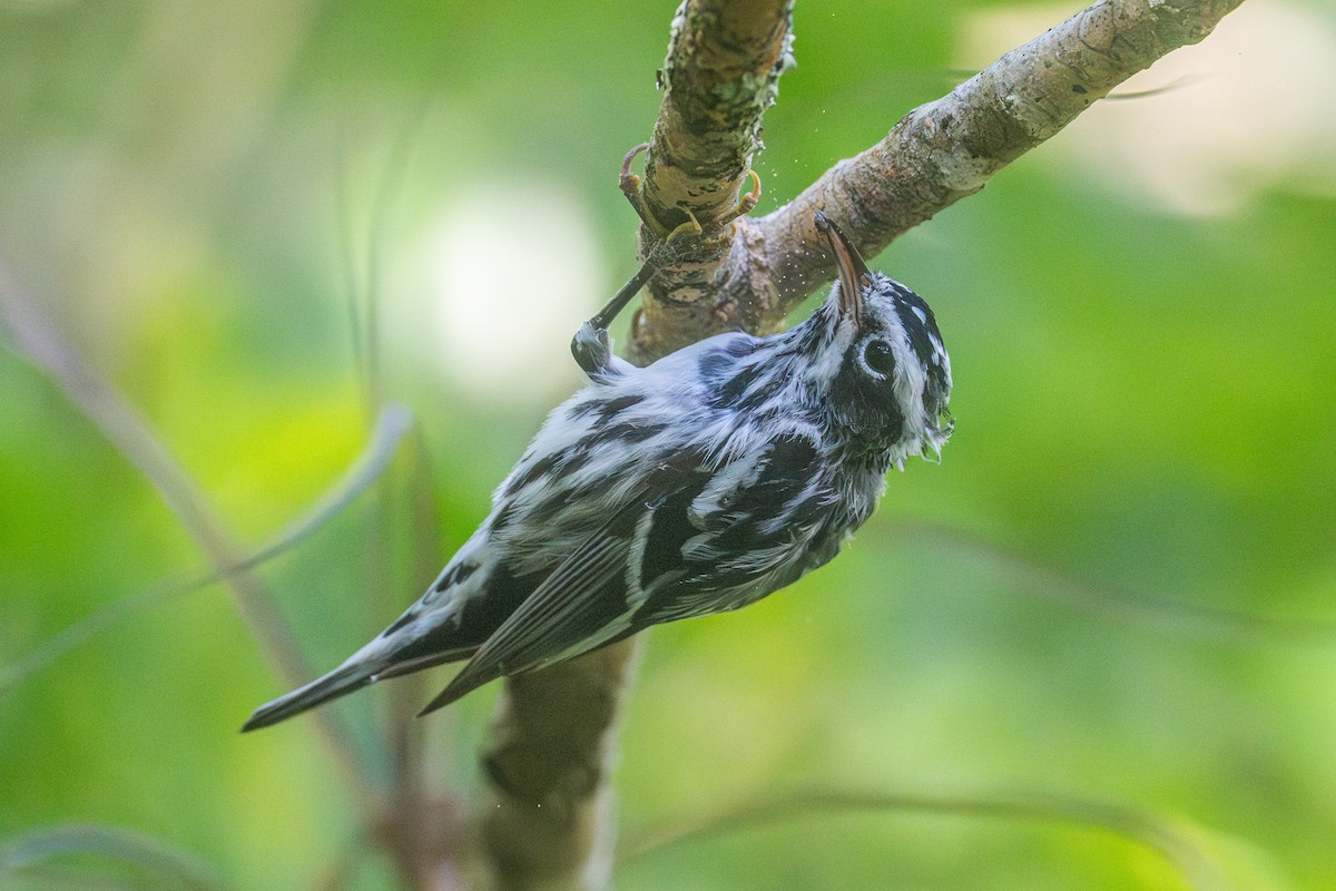 Black-and-white Warbler - ML616575691