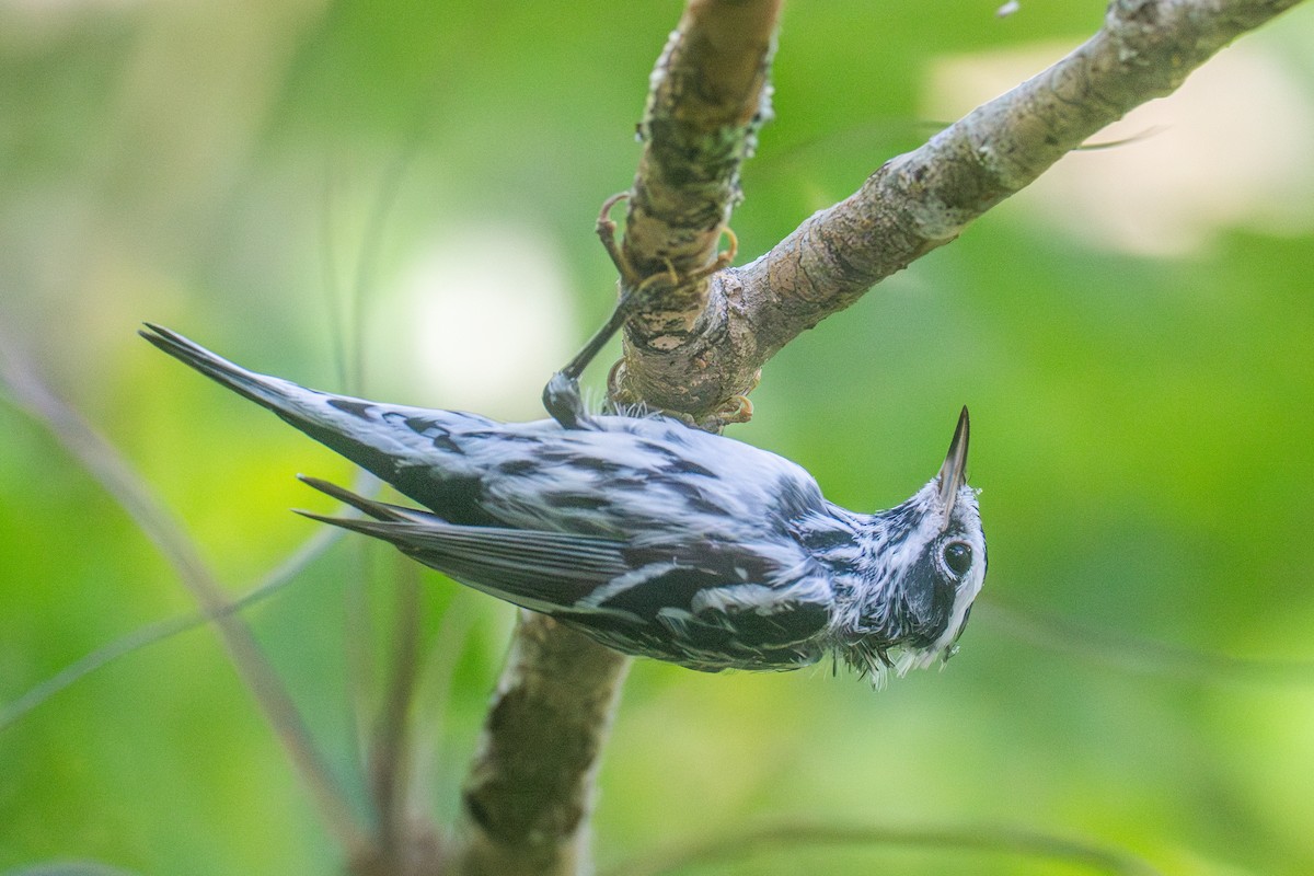 Black-and-white Warbler - ML616575692