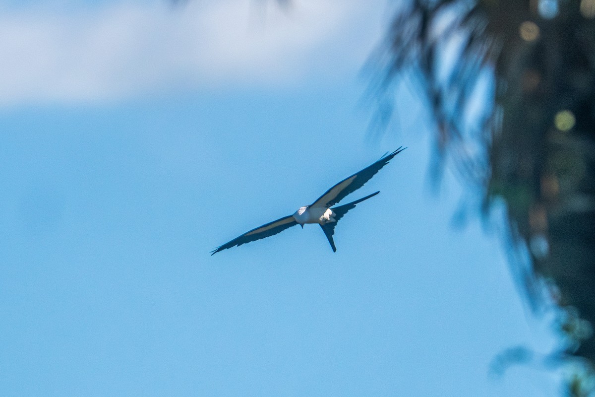 Swallow-tailed Kite - Riley Metcalfe