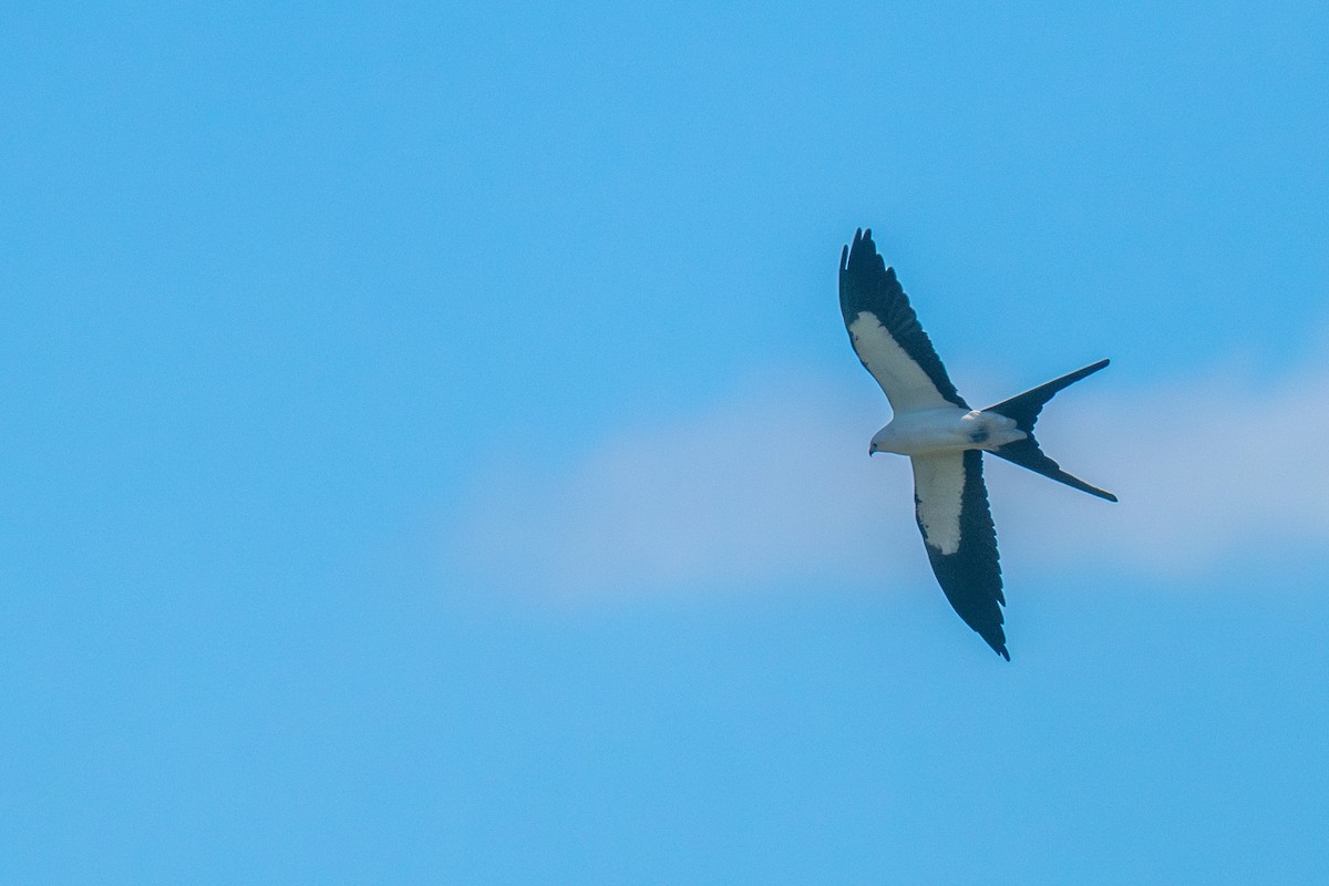 Swallow-tailed Kite - ML616575698