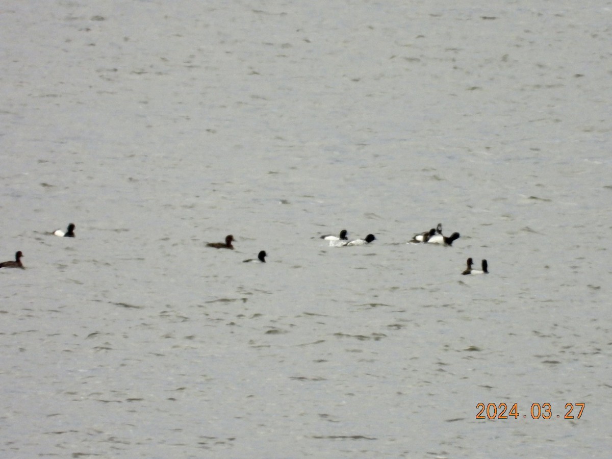 Greater Scaup - ML616575703