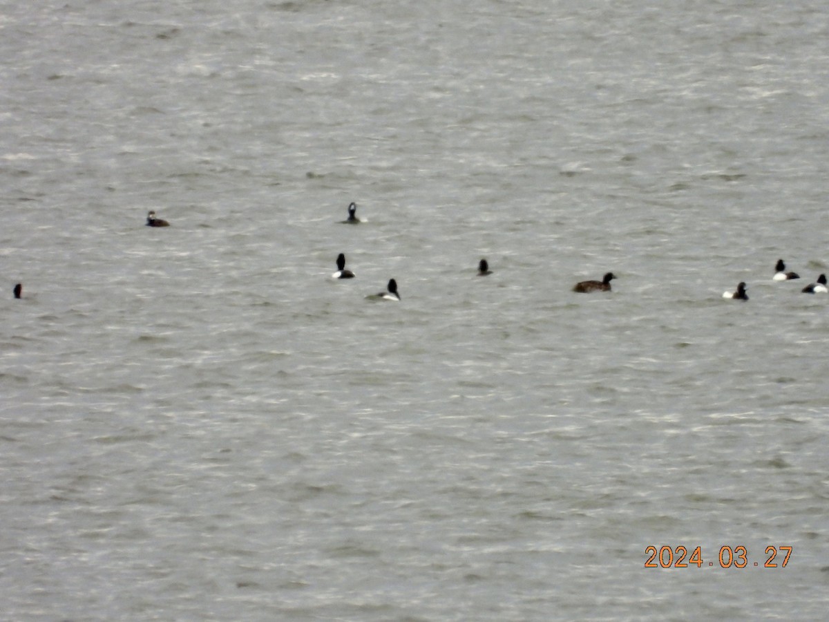 Greater Scaup - ML616575704