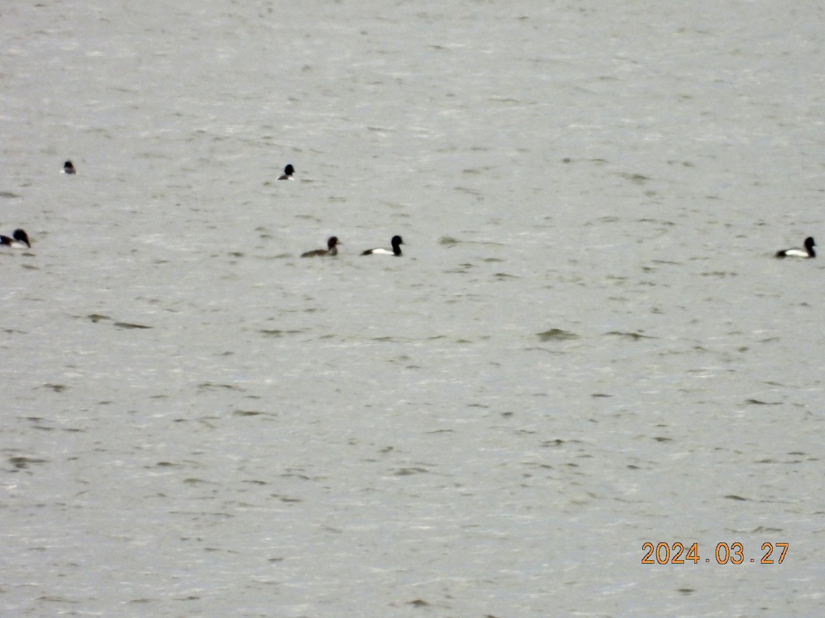 Greater Scaup - ML616575706