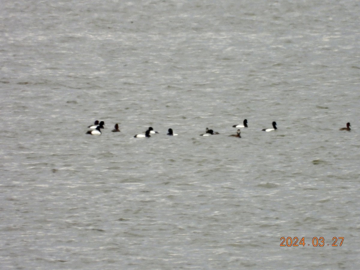 Greater Scaup - ML616575707