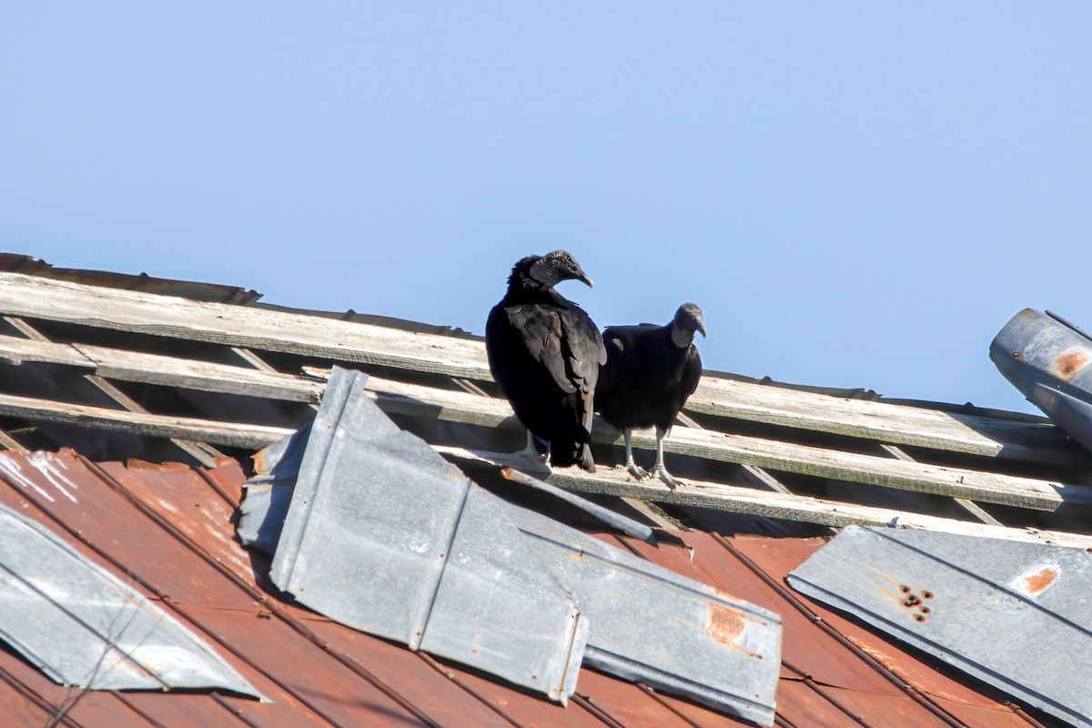 Black Vulture - ML616575751