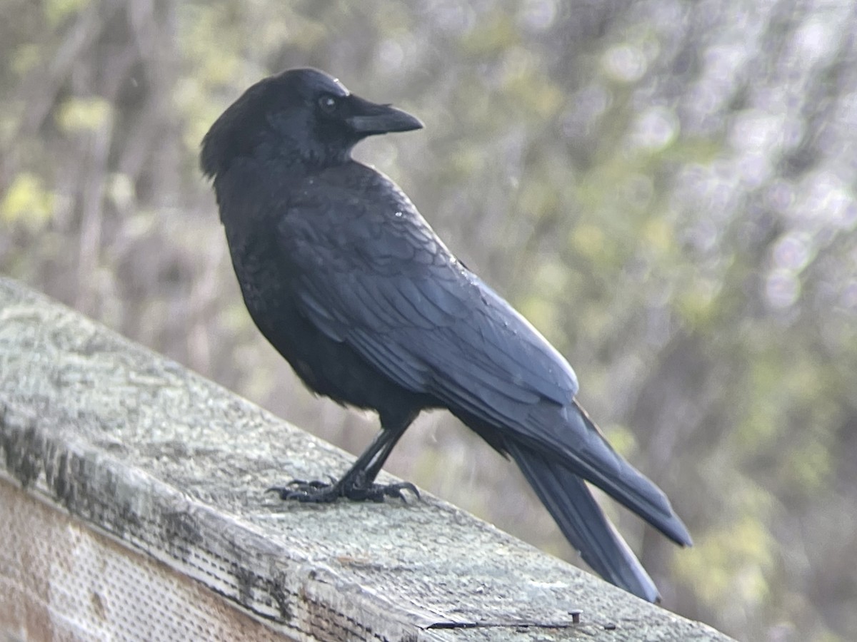 American Crow - ML616575815