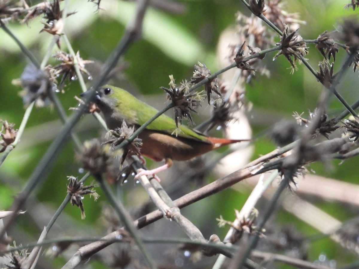 Pin-tailed Parrotfinch - ML616575856