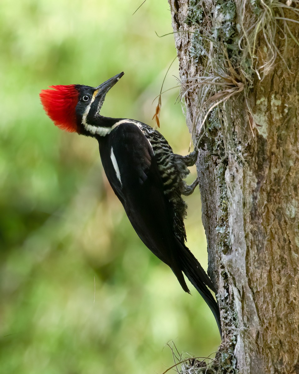 Lineated Woodpecker - David Monroy Rengifo
